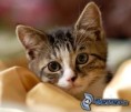 /album/fotogaleria/obrazky-4ever-sk-macka-5416815-jpg/